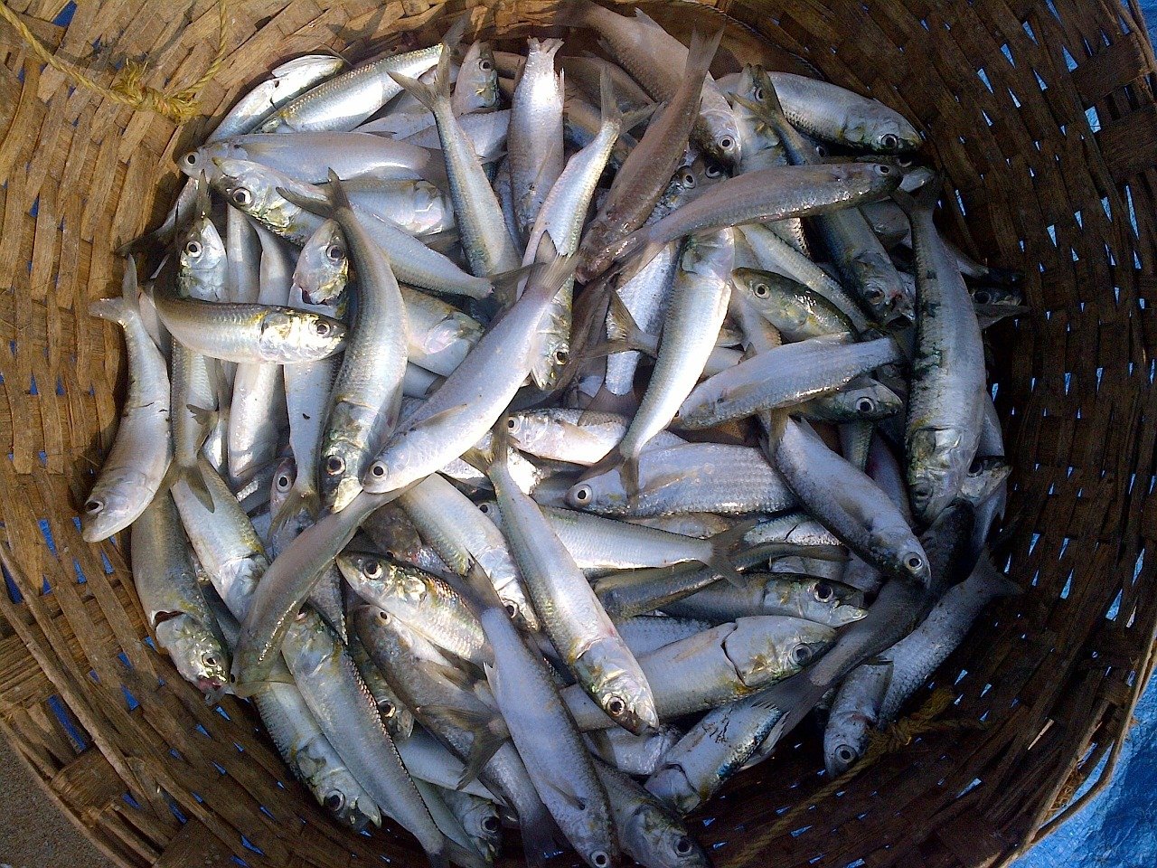 indian fishing fish price in india uttar pradesh 
