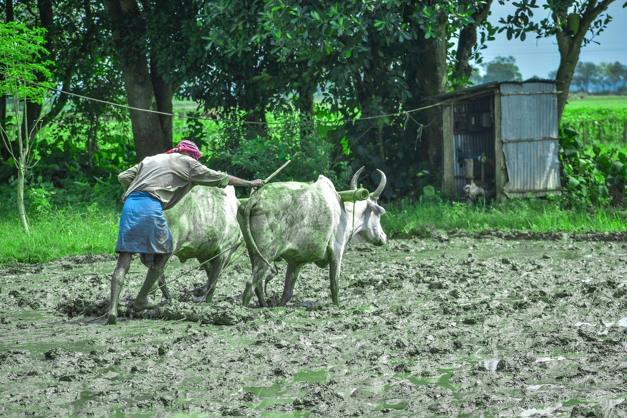 Farmer 