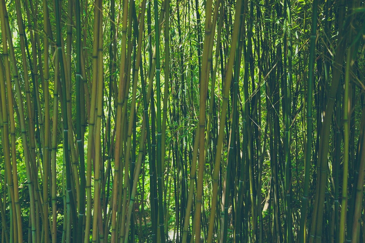 बाँस bamboo 