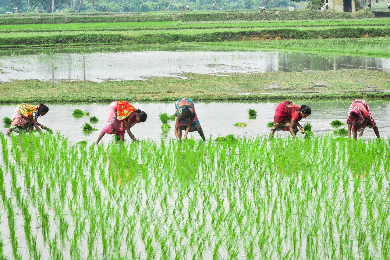 farming in jammu kashmir