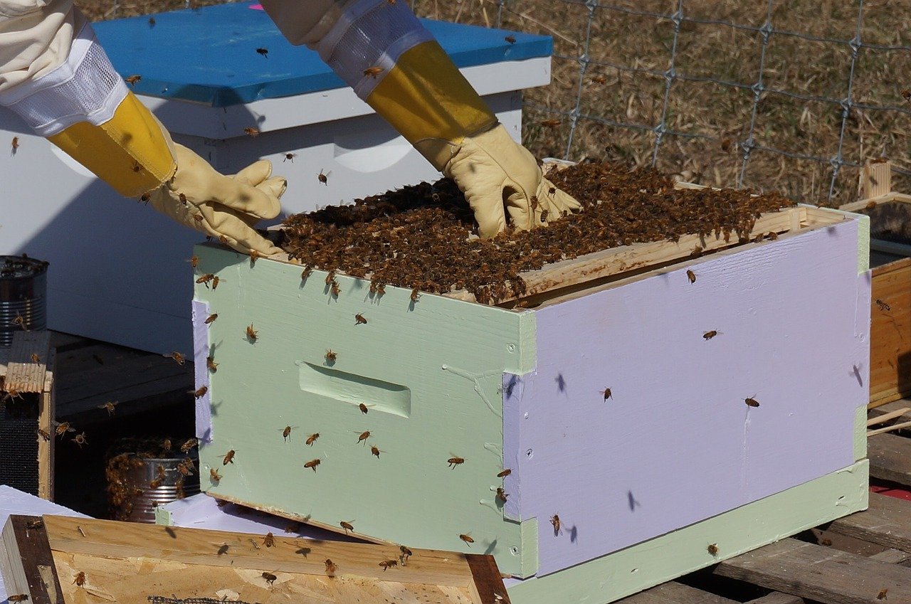 honey agriculture honey farming